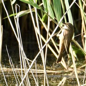 Great Reed-warbler