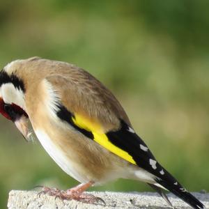 European Goldfinch