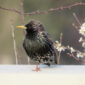 Common Starling