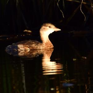 Little Grebe