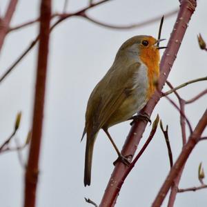 European Robin