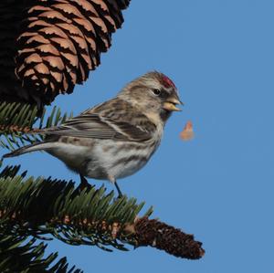 Common Redpoll