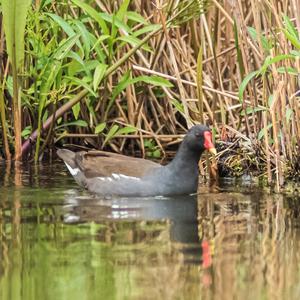 Common Moorhen