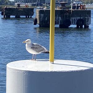 Black-headed Gull