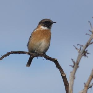 European stonechat