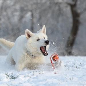 Berger Blanc Suisse