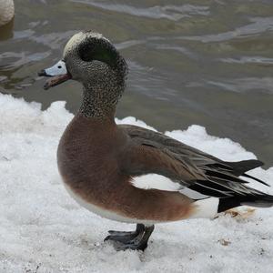 American Wigeon