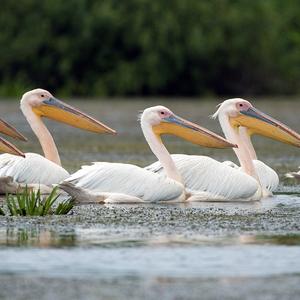 Great White Pelican