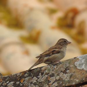 House Sparrow