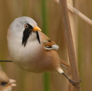 Bearded Parrotbill