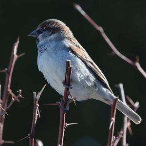 House Sparrow