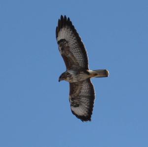 Common Buzzard