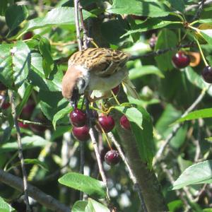 Eurasian Tree Sparrow