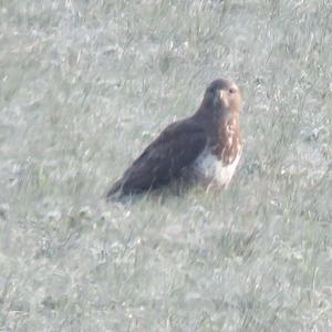 Common Buzzard