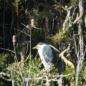 Black-crowned Night-heron