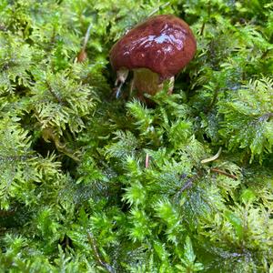 Bay Bolete