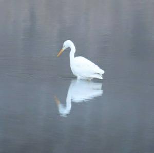 Great Egret