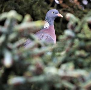 Common Wood-pigeon