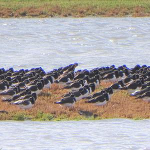 Eurasian Oystercatcher