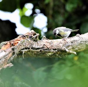 Great Tit