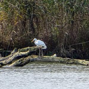 Great Egret