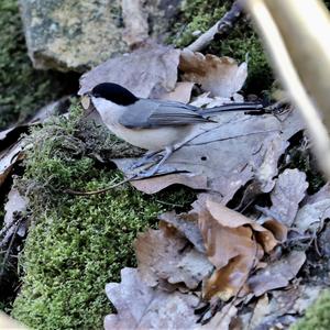 Willow Tit