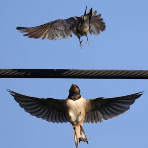 Barn Swallow