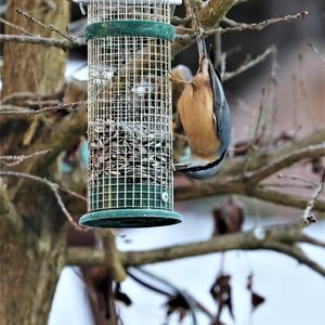 Wood Nuthatch