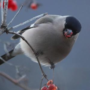 Eurasian Bullfinch