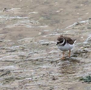 Common Ringed Plover