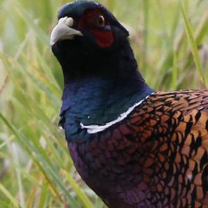 Common Pheasant