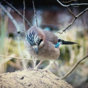 Eurasian Jay