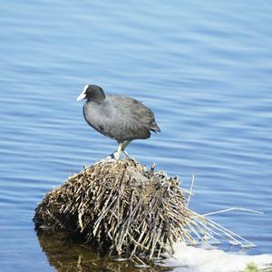 Common Coot