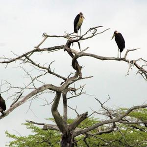 Marabou Stork