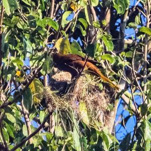 Russet-backed Oropendola