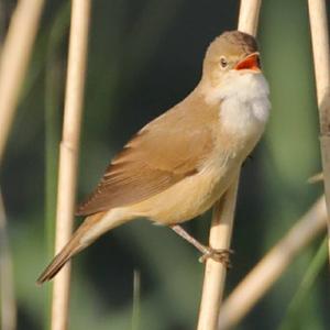 Eurasian Reed-warbler