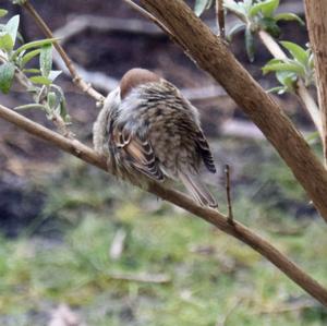 House Sparrow