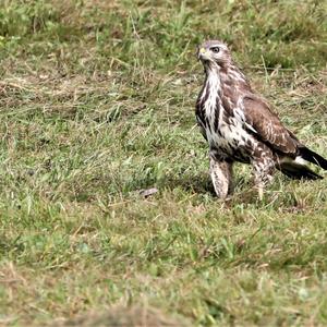 Mäusebussard