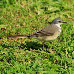 Cape Wagtail