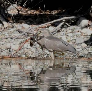 Black-crowned Night-heron