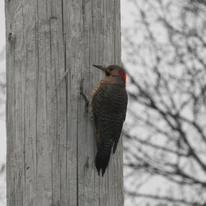 Northern Flicker