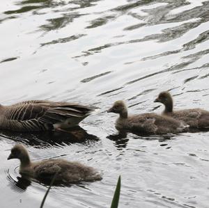 Greylag Goose