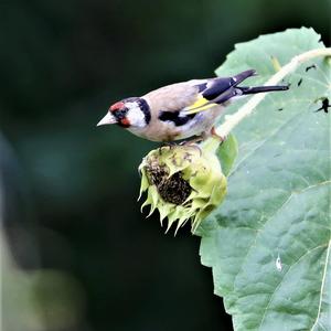 European Goldfinch