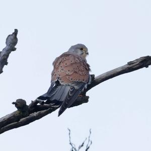 Common Kestrel