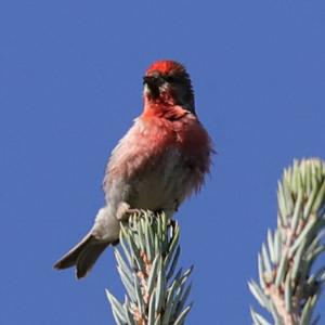 Common Redpoll