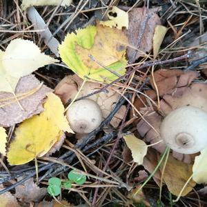 Collared Earthstar