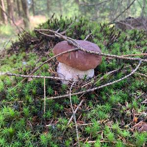 King Bolete