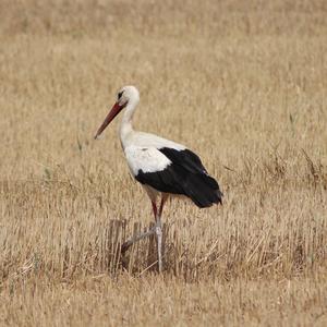 White Stork