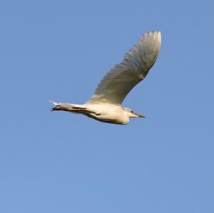 Cattle Egret