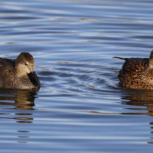 Gadwall